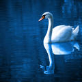 Swan swimming with reflection
