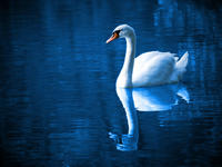 Swan swimming with reflection