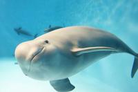 porpoise1